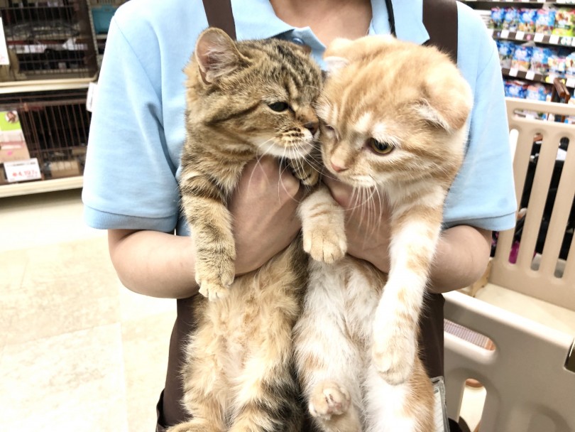 少しずつ慣らしていきましょう | 猫の多頭飼いのススメ - 高井戸店