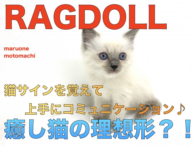 【 ラグドール 】癒し猫の理想形？！猫サインを覚えて楽しくコミュニケーション♪