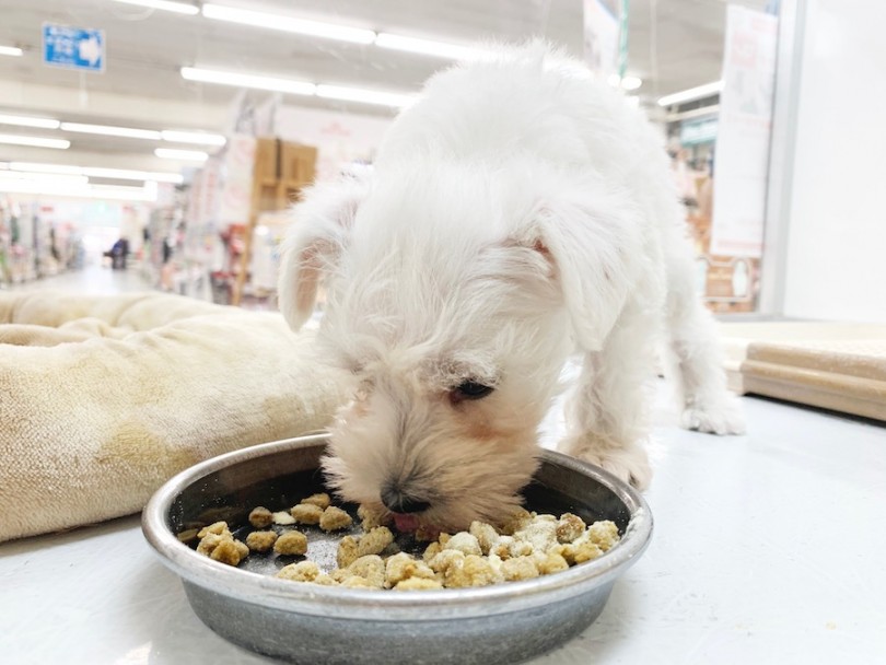入店後、初めてのお食事 | ミニチュア・シュナウザー （814566） - 相模大塚店