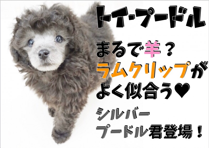 【 トイ・プードル 】まるで羊？ラムクリップがよく似合うシルバープードル君登場！
