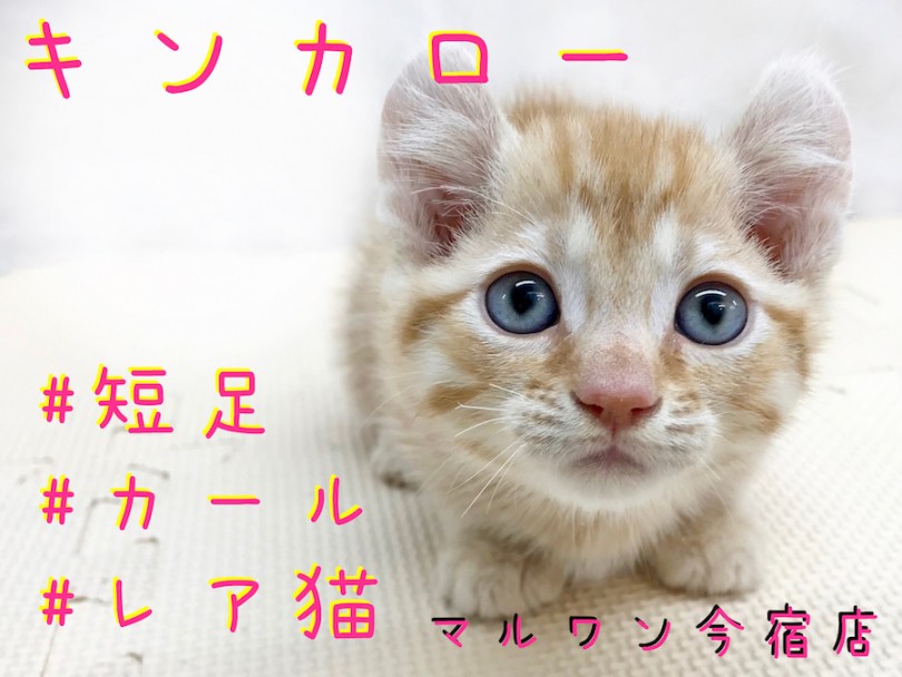 【 キンカロー 】超希少！短足エンジェルイヤーのレアにゃんこが今宿店に電撃入店！