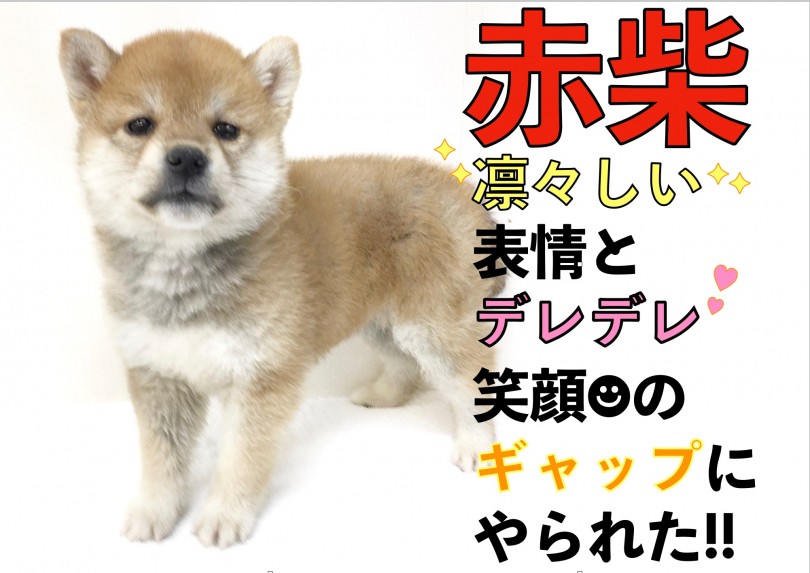 【 赤柴 】柴犬マニアが凛々しい表情とデレデレ笑顔のギャップにやられた！