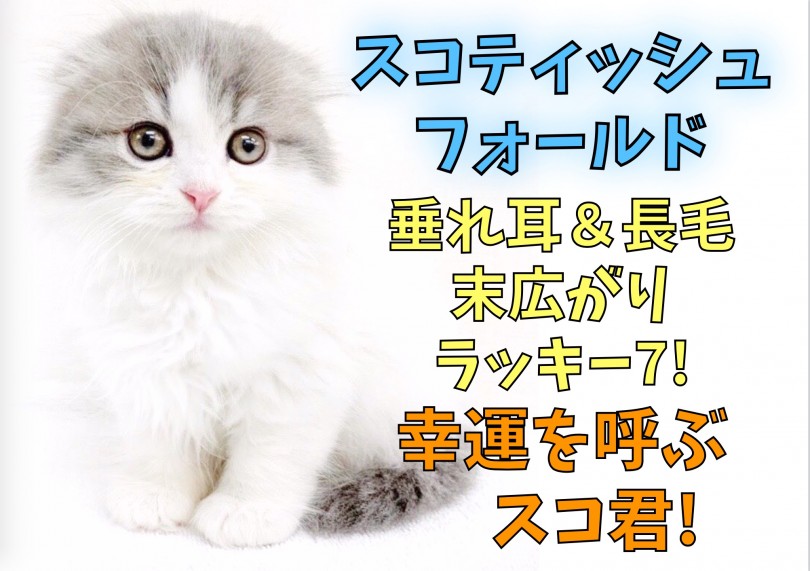 【 スコティッシュフォールド 】垂耳長毛・ハチワレ・ラッキー7！幸運だらけ男子！