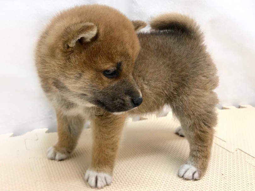 全部の足に白い足袋 | 柴犬 （120212） - 今宿店