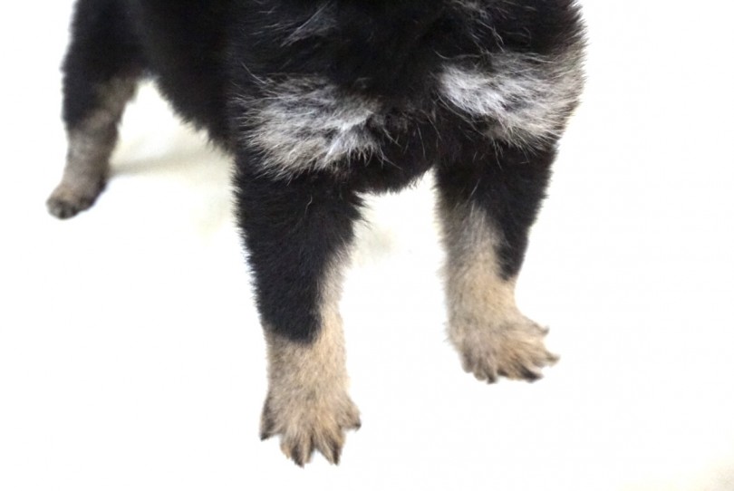 美しさと可愛さとかっこよさを持ち合わせたスーパー黒柴君 | 柴犬 （6130850） - 大倉山店