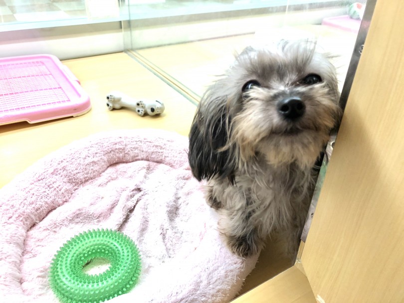 お部屋に戻る際に名残惜しそうな顔で見送るMIXちゃん | MIX （118362） - 城山店