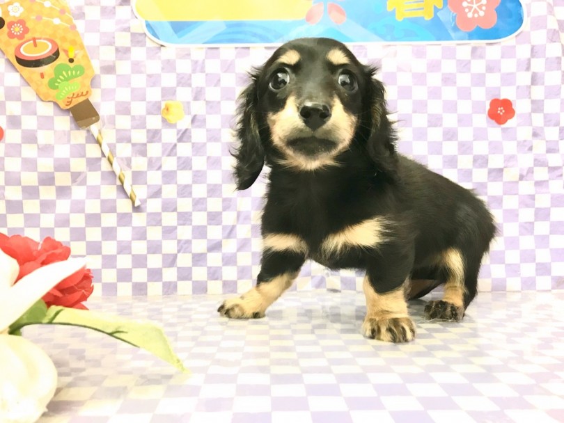 多頭飼いを検討されてる方にオススメ | ミニチュア・ダックスフント （117235） - 鎌ヶ谷店