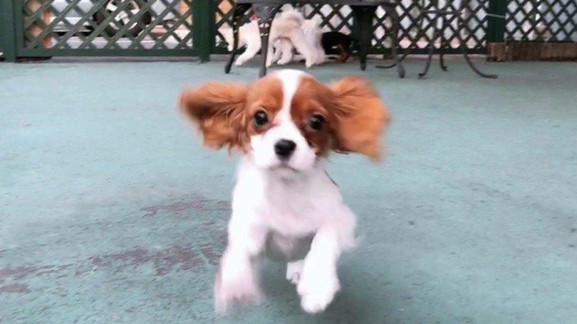 ワンニャンライフや多頭飼いを楽しみましょう♡ | 仲良しだから見せる行動・仕草 - 大倉山店