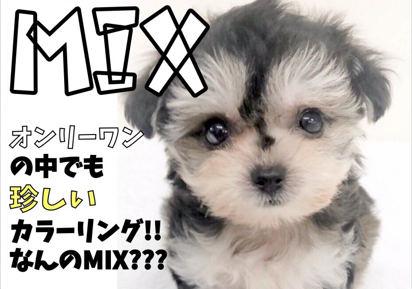 【 MIX 】摩訶不思議なカラーリングが魅力のわんこ登場！