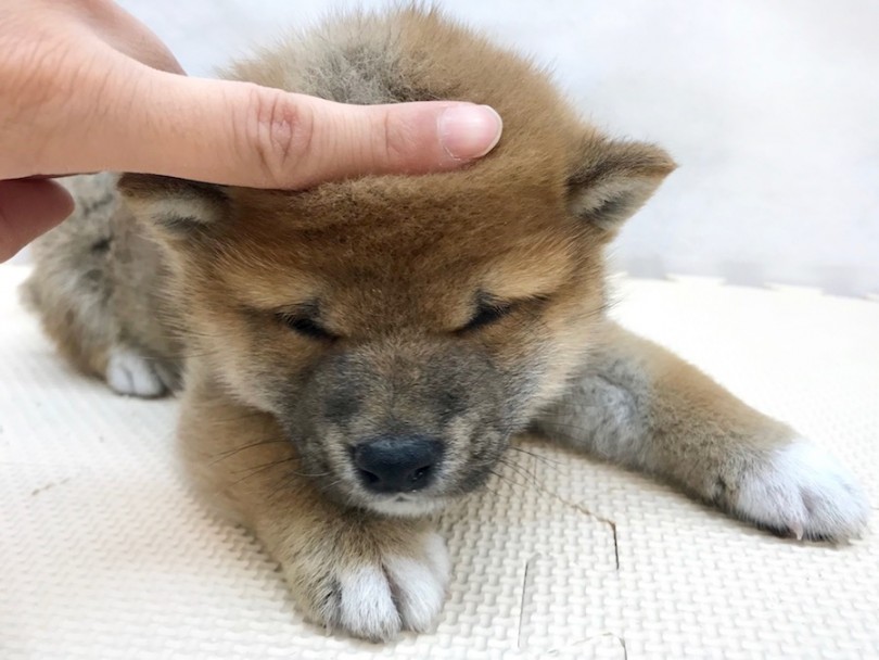 すごく皮が伸びます（笑） | 柴犬 （120212） - 今宿店