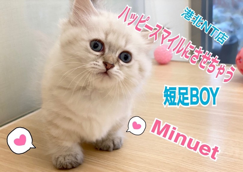 【 ミヌエット 】みんな笑顔に！可愛い表情や仕草がいっぱいの短足癒し系BOY♡