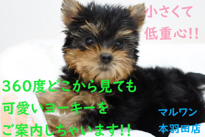 【 ヨークシャーテリア 】小さくて低重心！360度どこから見ても可愛い子！