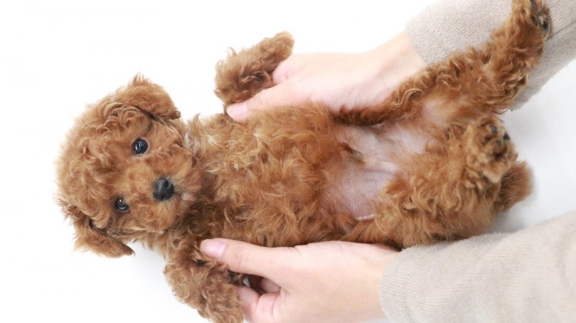 へそ天ポーズでカメラ目線 | トイ・プードル （119186） - 梅島店