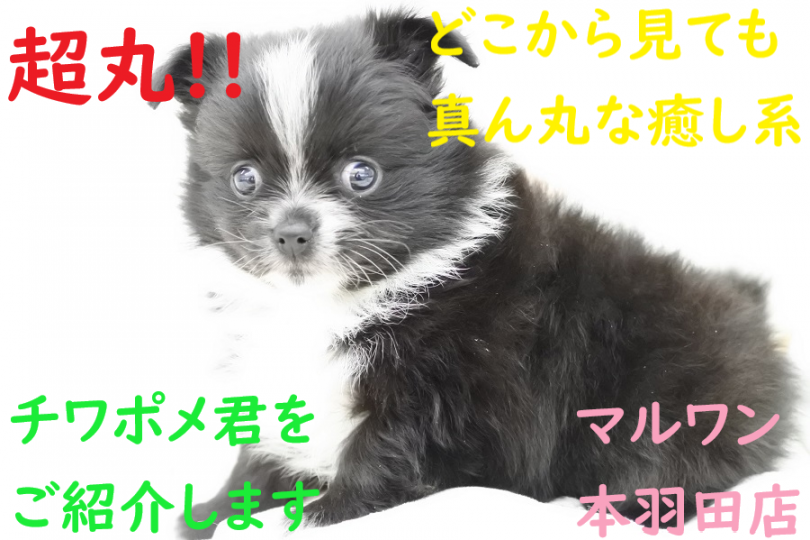 【 MIX・チワポメ 】この丸さがたまらない！癒し系なチワポメ君をご紹介します！