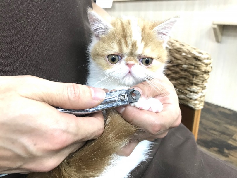 爪切りにはとても興味津 | エキゾチック (140276) - 横浜 元町店