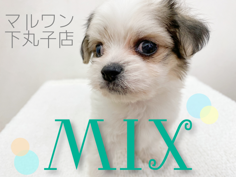 【 MIX 】アイラインくっきり！オンリーワンな男の子！