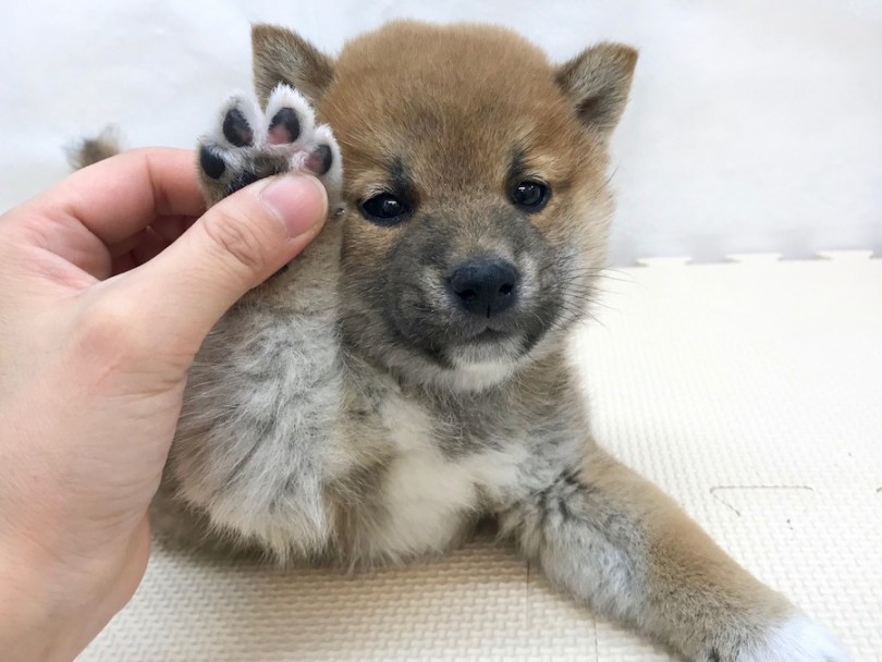 前足を触っても動じない | 柴犬 （120212） - 今宿店