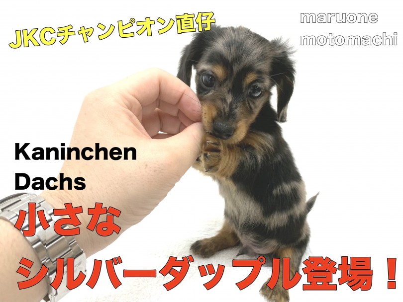 【 カニンヘンダックス 】JKCチャンピオン直仔！小さなシルバーダップル登場！