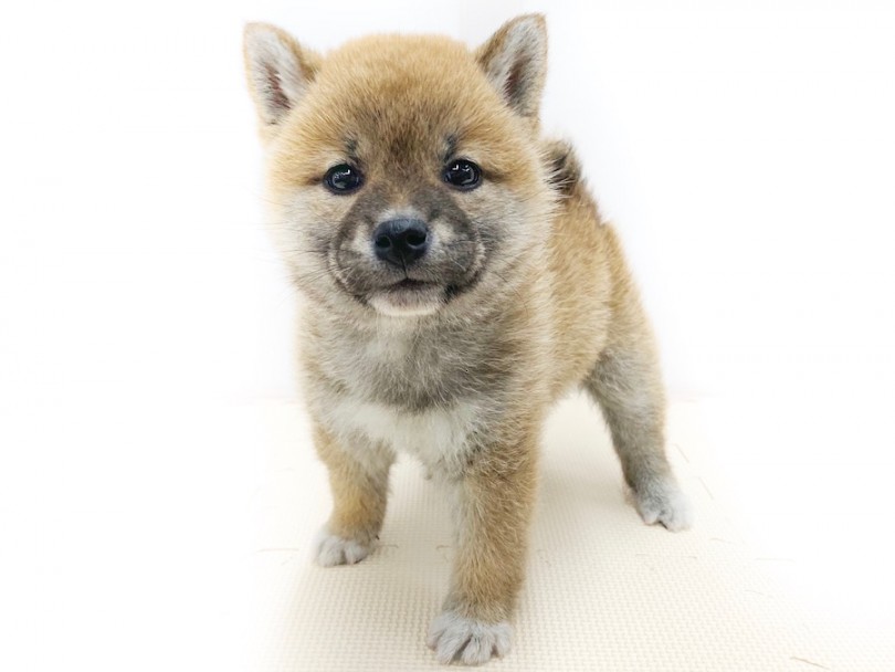 写真撮影を始めて1枚目 | 柴犬 （814565） - 相模大塚店