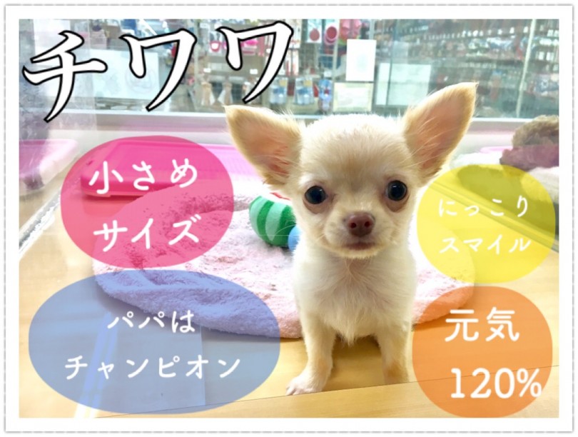 【 チワワ 】お顔も性格も愛嬌もバツグン！見たらトリコになるチワちゃん！