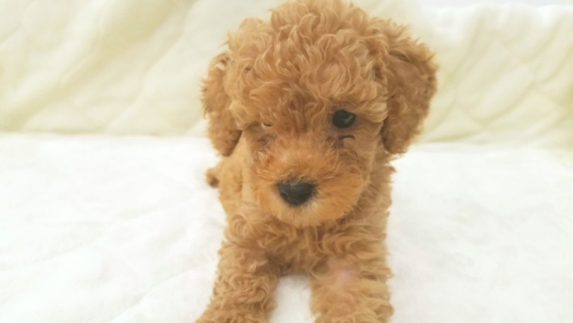 トイプーちゃんとの甘々な生活はすぐそこにありますよ♪ | トイ・プードル （117232） - 鎌ヶ谷店