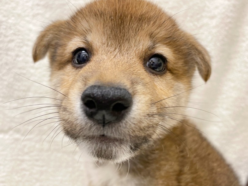 真っ直ぐで甘えん坊な性格 | 柴犬 （116372） - 下丸子店