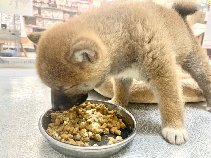 入店後、初めてのご飯タイム | 柴犬 （814565） - 相模大塚店