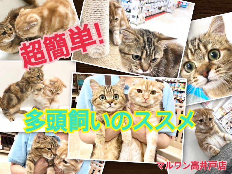 【 お役立て情報 】超簡単！高井戸店版猫の多頭飼いのススメ♪