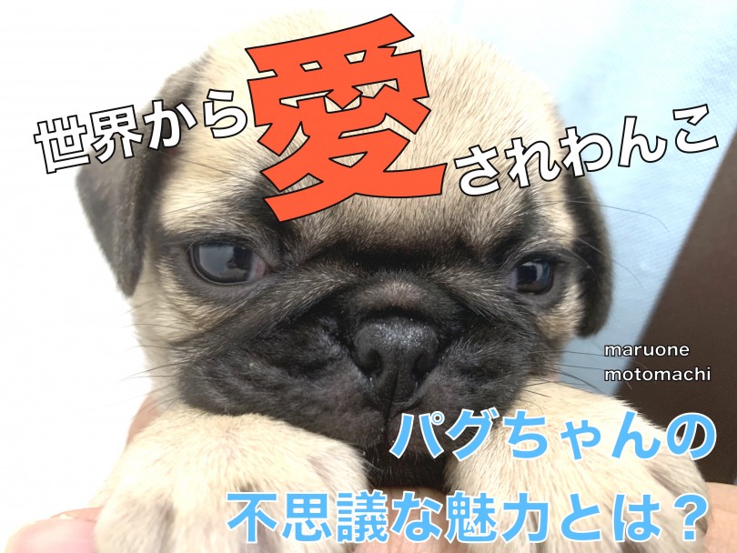 【 パグ 】世界を魅了する不思議な魅力！愛嬌は全犬種トップクラス？！