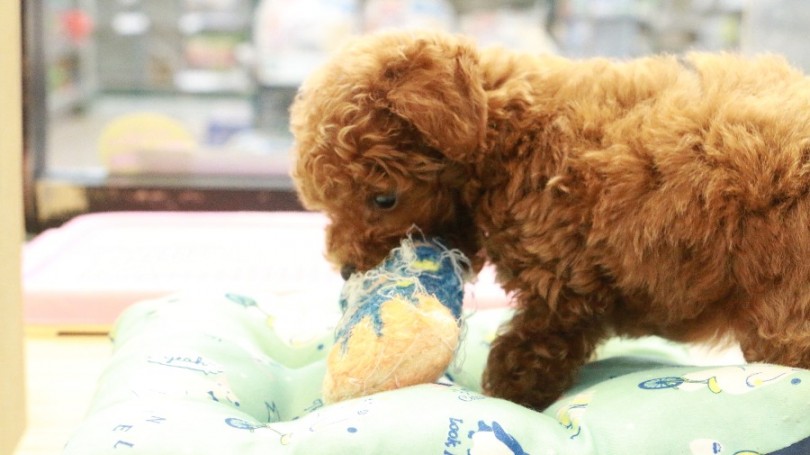 お留守番OK！一人遊びも上手 | トイ・プードル （119186） - 梅島店