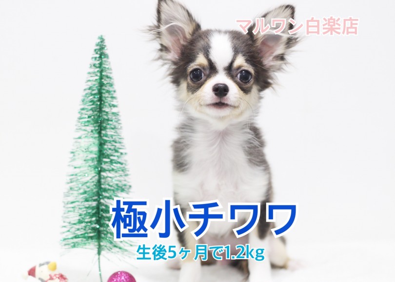 【 極小チワワ 】生後5ヶ月で1.2kgと驚異のサイズ！おすすめ犬具もご紹介！