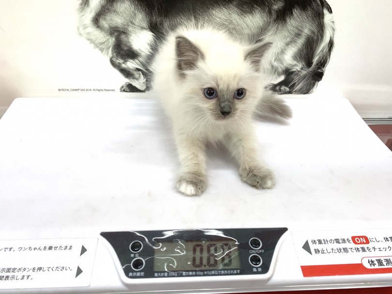 現在の体重は880g 推定体重が3～6kg | ラグドール （140301） - 横浜 元町店