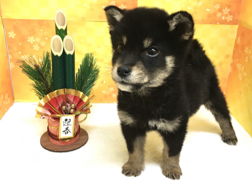ぜひかわいい黒柴君に会いに来てください! | 柴犬 （6130850） - 大倉山店