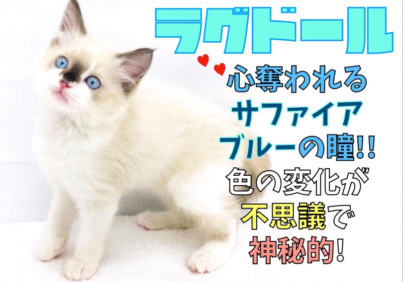【 ラグドール 】心奪われるサファイアブルーの瞳！色の変化が不思議で神秘的！