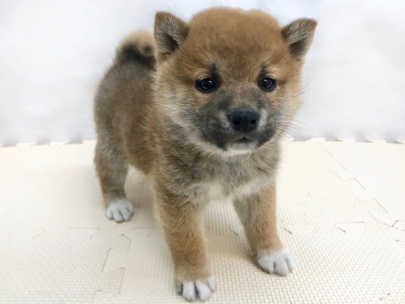 つぶらな瞳はややタレ目な困り顔タイプ | 柴犬 （120212） - 今宿店