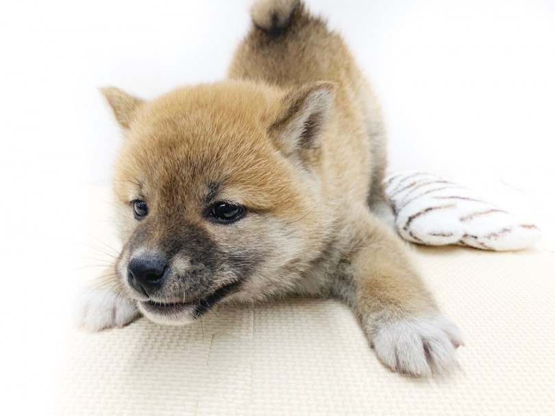 テンション上がりすぎ | 柴犬 （814565） - 相模大塚店