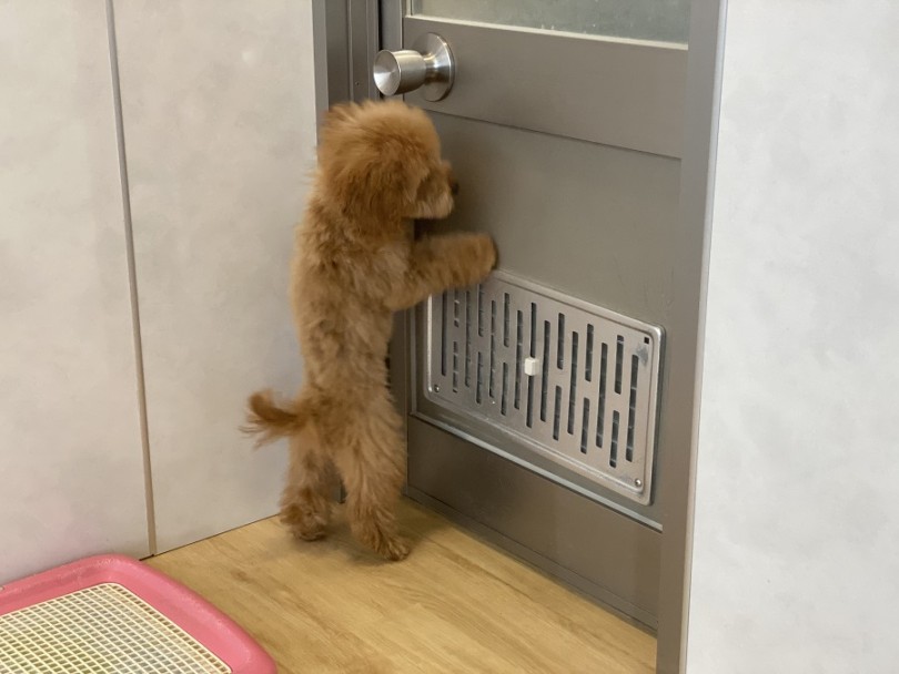 不動の人気NO.1犬種の秘密は『育てやすさ』 | トイ・プードル （311891） - 港北ニュータウン店