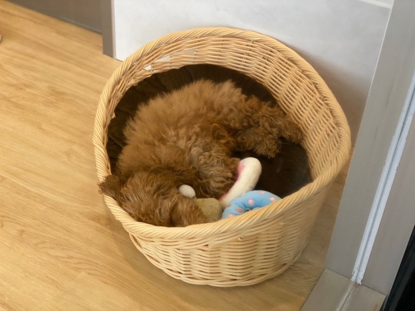 マイペースで穏やかな子に育ちました♡ | トイ・プードル （311891） - 港北ニュータウン店