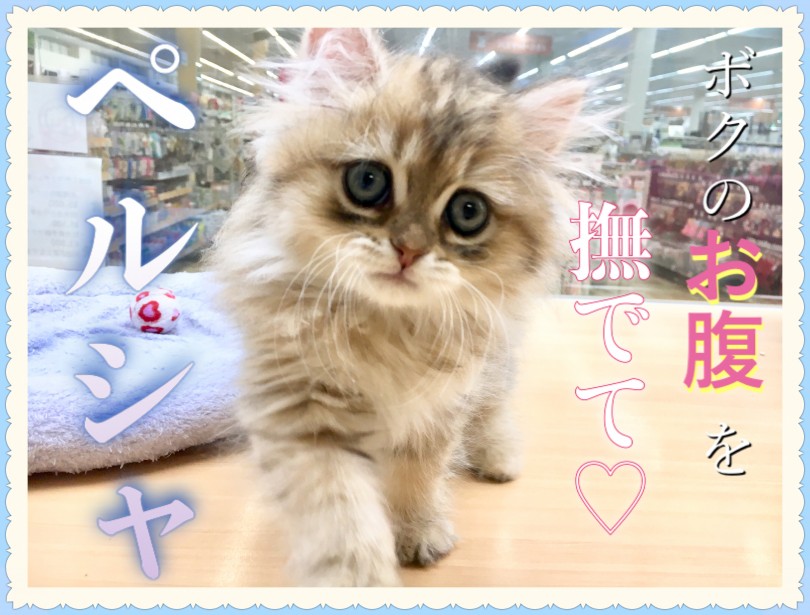 【 ペルシャ 】自分からゴロリン！まるでワンコのようなニャンコ！