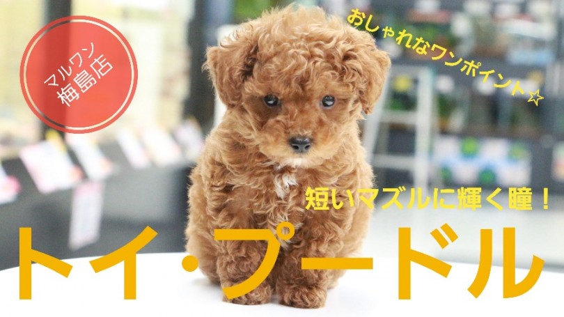 【 トイ・プードル 】短いマズルに輝く瞳、あどけないお顔で皆を魅了しちゃう！