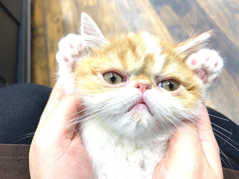 飼い主以外でも抱っこさせてくれる大らかさを持っているのが魅力のポイント | エキゾチック (140276) - 横浜 元町店