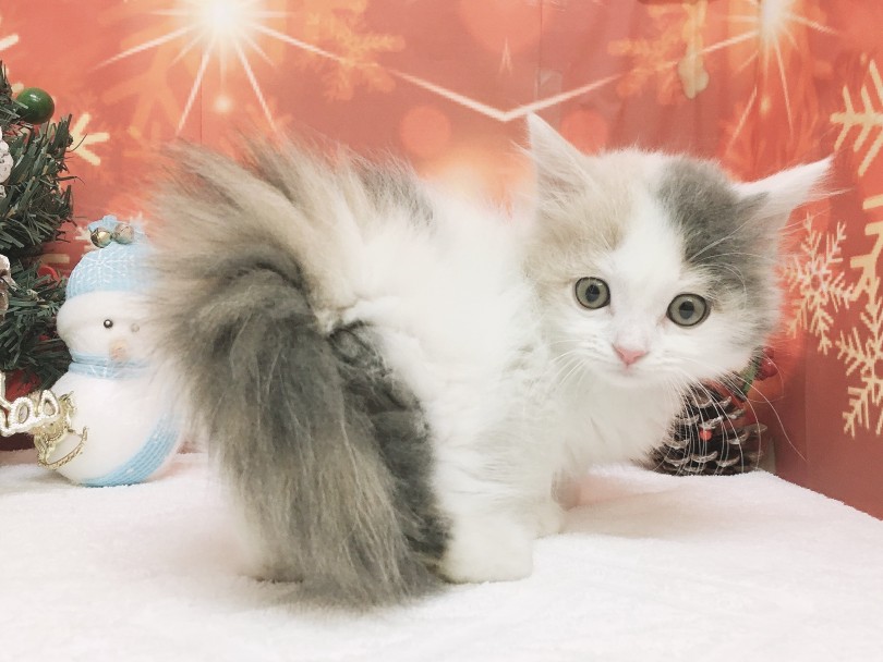「パステルキャット」として人気の高いダイリュートキャリコ | マンチカン （6130845） - 大倉山店