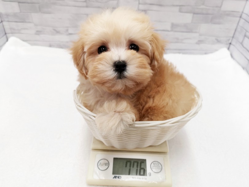 成犬体重は3kg前後を予想 | MIX （412831） - さいたま 武蔵浦和店
