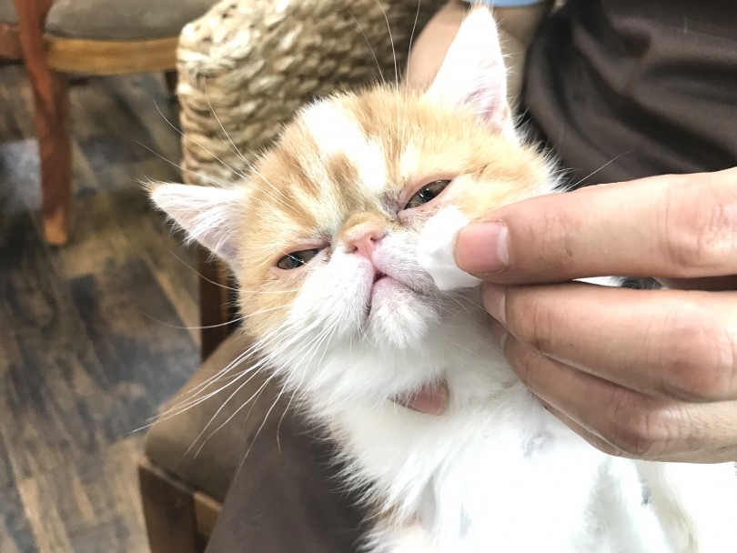目の周りのケア!毎日ふきふき | エキゾチック (140276) - 横浜 元町店