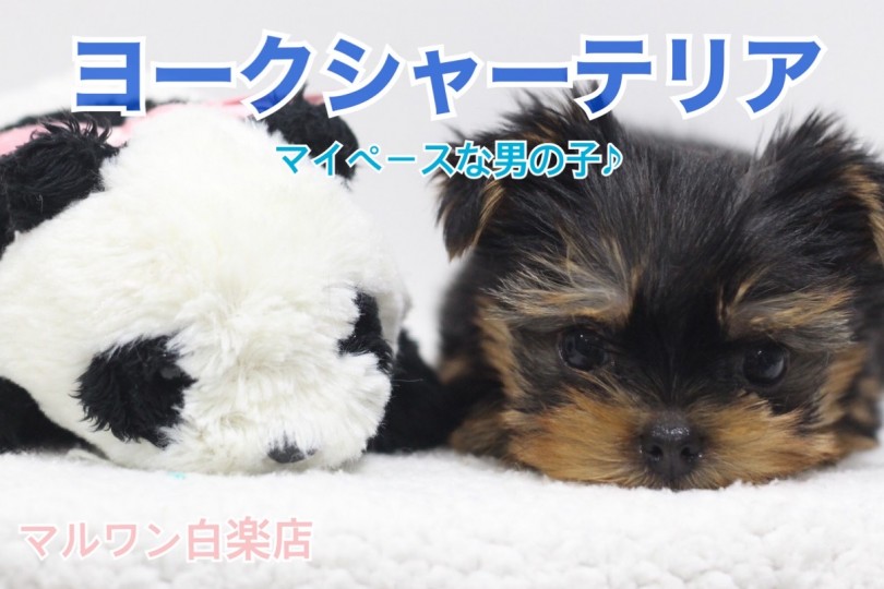 【 ヨークシャーテリア 】マイペースヨーキー！特技はヘソ天で寝れちゃうこと！