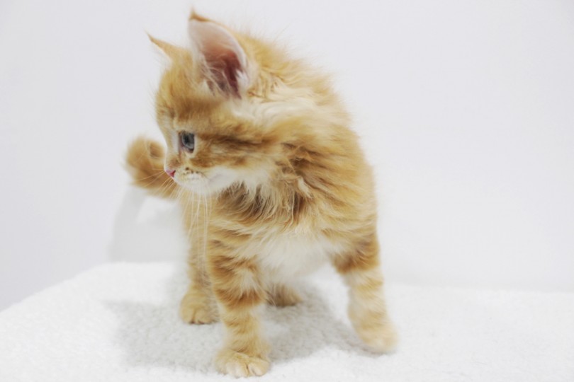 猫種の中で一番大きな猫と言われています | メインクーン （11652） - 横浜 白楽店
