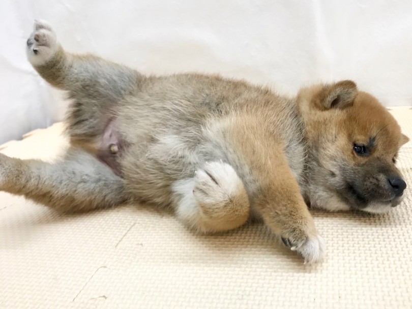 何をされても動じない肝の据わった心 | 柴犬 （120212） - 今宿店