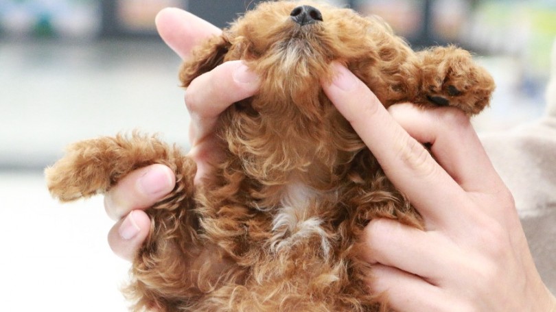 首辺りに白いワンポイント | トイ・プードル （119186） - 梅島店