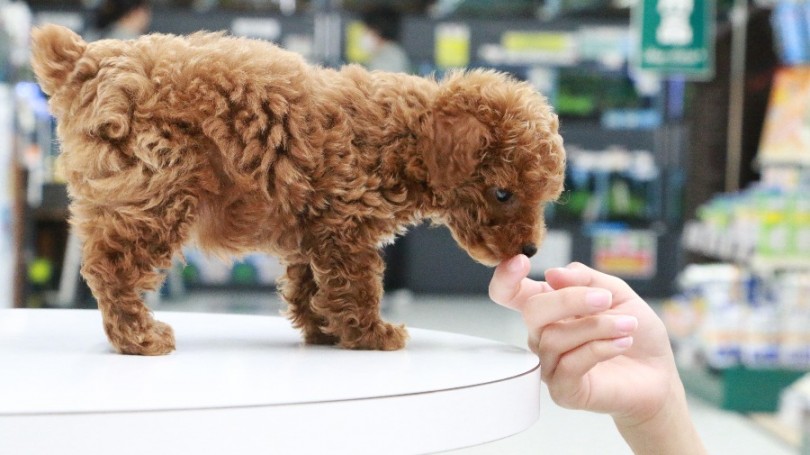 とにかく可愛らしいお顔立ち | トイ・プードル （119186） - 梅島店