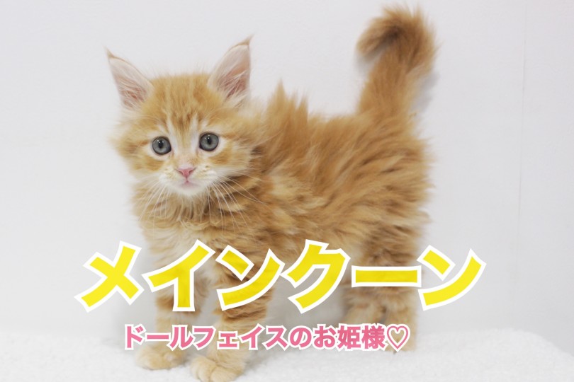【 メインクーン 】ドールフェイスのお姫様♡甘えん坊に成長中！